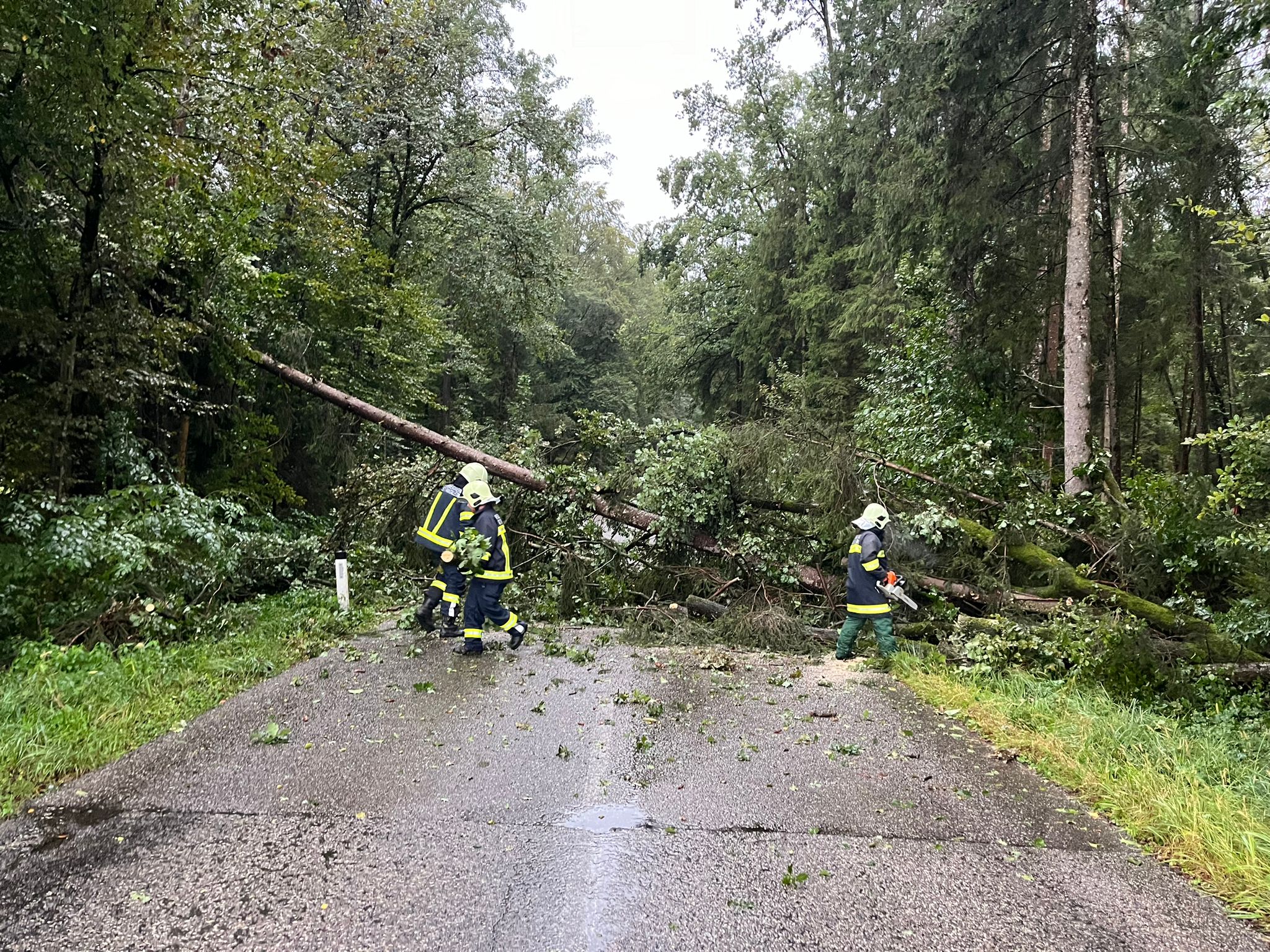 Du betrachtest gerade Baum über Straße